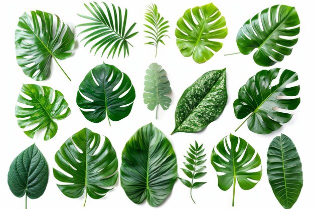 Les feuilles de différentes plantes tropicales sont représentées sur un fond blanc