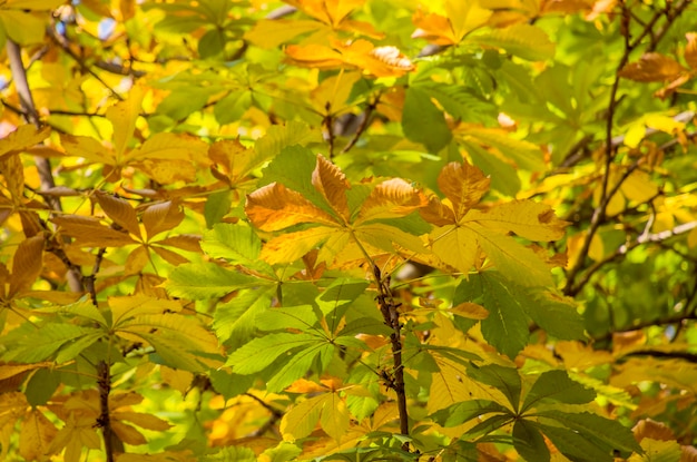 Feuilles dorées à l'automne