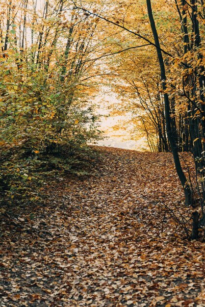 Les feuilles dorées tombées sur le chemin de l'automne