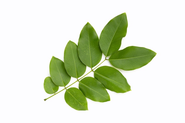 Feuilles de douche dorées ou fleur de fistule cassia sur fond blanc