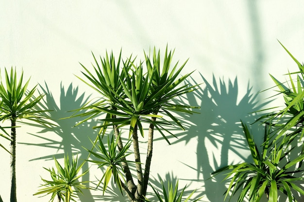 Feuilles de dracaena vertes et ombre des feuilles contre un mur blanc-vert. Représentant brillant de la famille Drazenov.