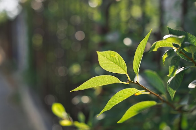 Les feuilles du cerisier dans les rayons du soleil 3677