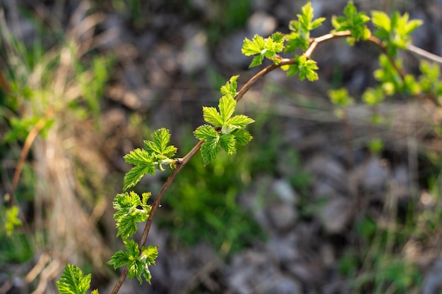 Les feuilles du framboisier ont fleuri au printemps