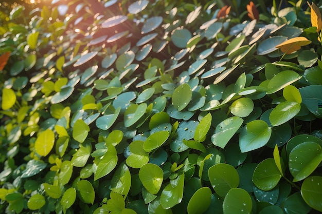 Les feuilles du jardin après la pluie au coucher du soleil