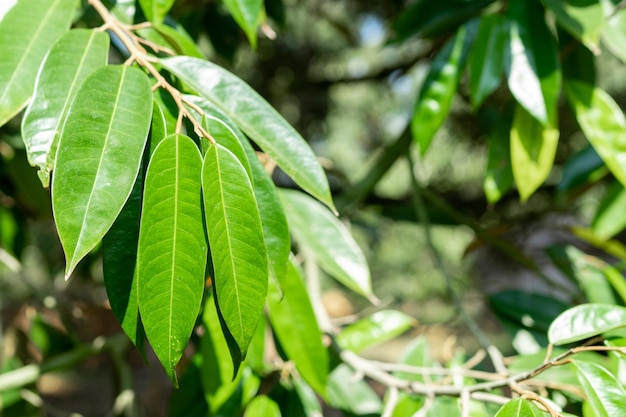 Feuilles de durian fertiles du jardin thaïlandais