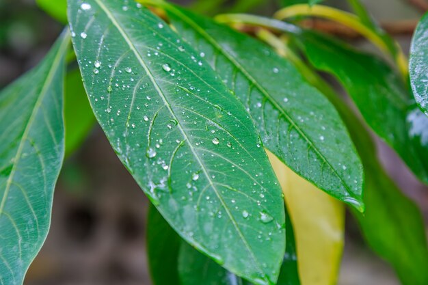 Des feuilles d&#39;eau