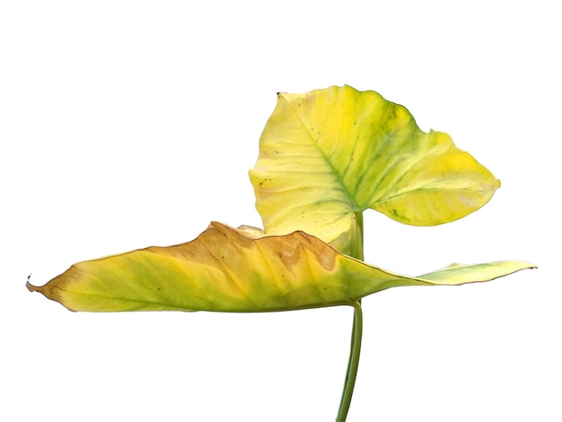 Feuilles d'Eddoe ou feuille de taro sauvage sur fond blanc