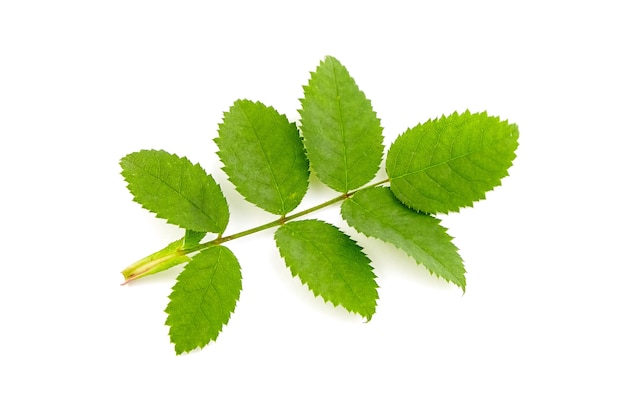 Feuilles d'églantier vert frais isolés sur fond blanc