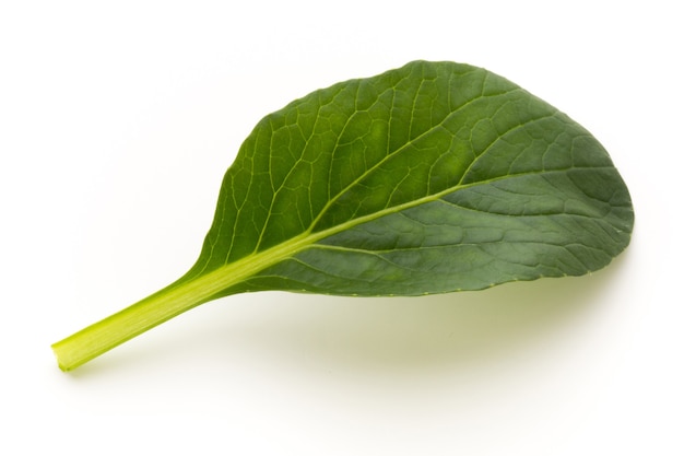 Feuilles d'épinards contre une surface blanche