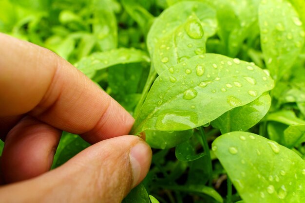 Les feuilles d'épinards avec une goutte de rosée matinale nourriture biologique saine et concept d'autosuffisance