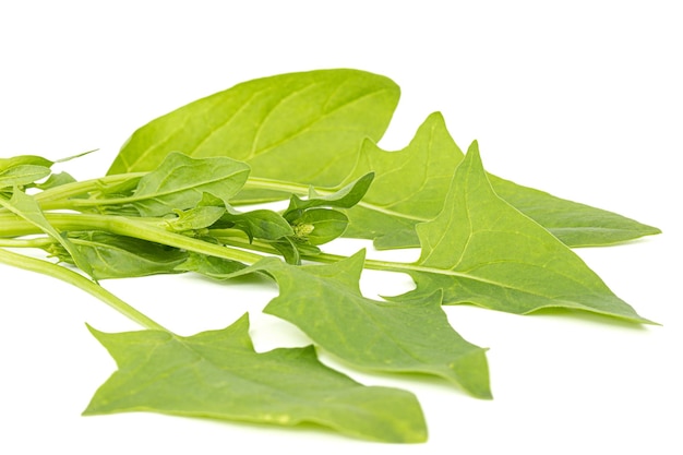 Feuilles d'épinards isolés sur fond blanc