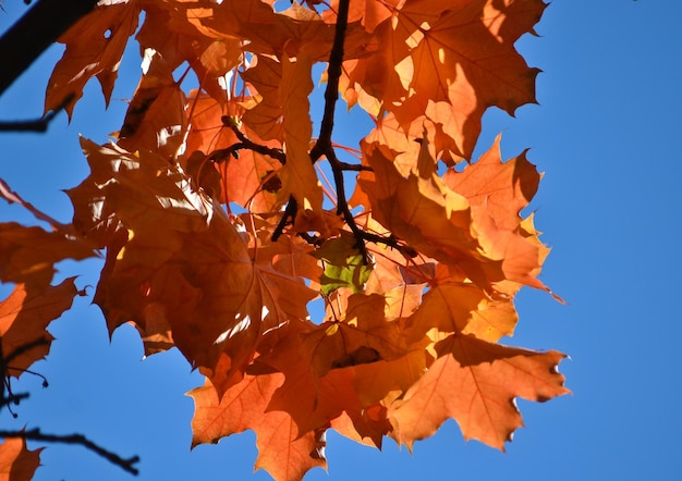 Feuilles d'érable d'automne sur les arbres