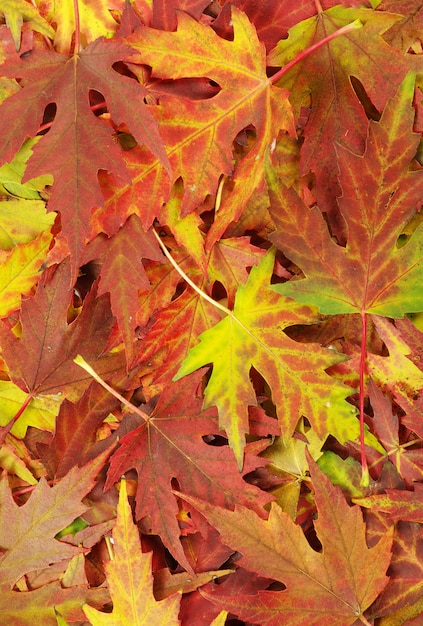 Feuilles d'érable automne sur blanc