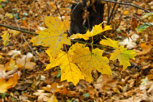 Feuilles d'érable d'automne sur une branche