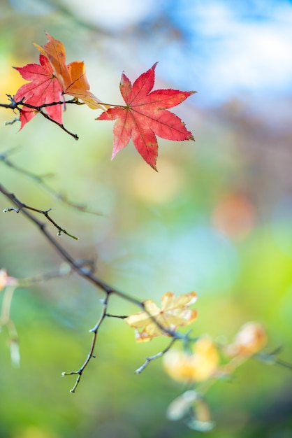 Feuilles d&#39;érable automne coloré sur la lumière naturelle pour le fond.