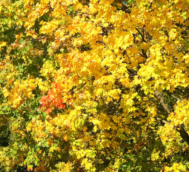 Feuilles d'érable d'automne colorées lumineuses