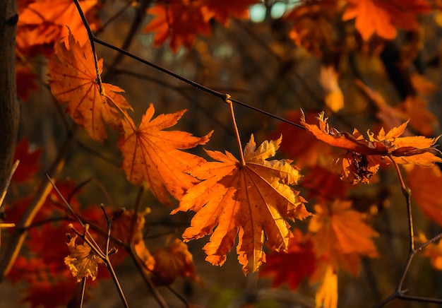 Des feuilles d'érable d'automne de couleur orange sur une branche d'arbre