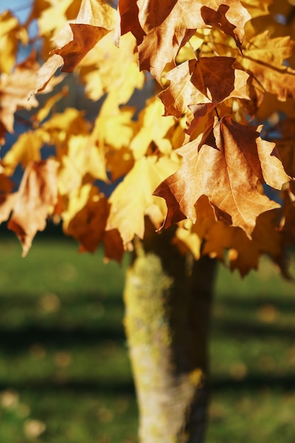 Feuilles d'érable d'automne dorées en plein écran.