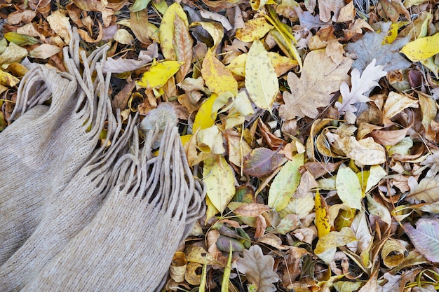 Feuilles d'érable d'automne et écharpe en laine dans le parc à l'extérieur