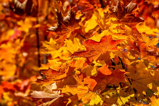 Feuilles d'érable d'automne feuilles brillantes d'arbres dans le parc d'automne
