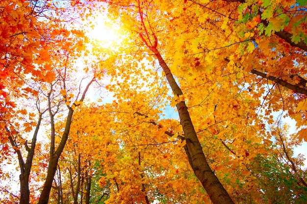 Feuilles d'érable d'automne sur fond de ciel