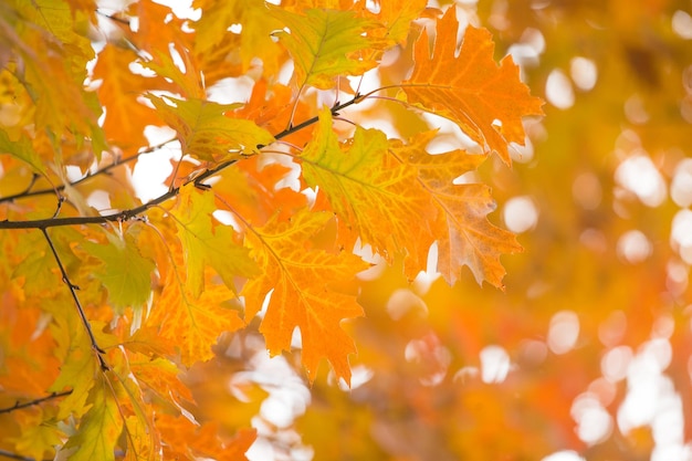 Feuilles d'érable d'automne sur fond