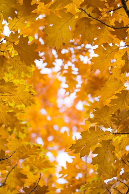 Feuilles d'érable d'automne sur fond