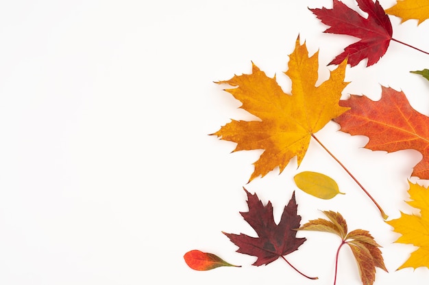 Feuilles d'érable d'automne isolées sur fond blanc, avec espace de copie pour le texte. concept d'automne pour la conception