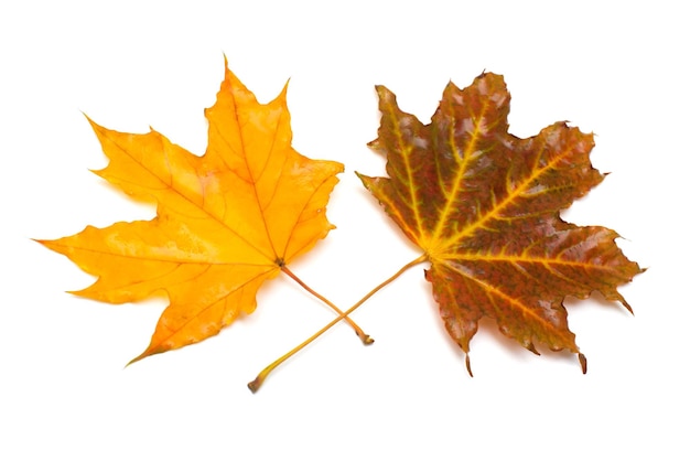 Feuilles d'érable d'automne isolés sur fond blanc. Feuillage tombant. Mise à plat, vue de dessus, concept créatif