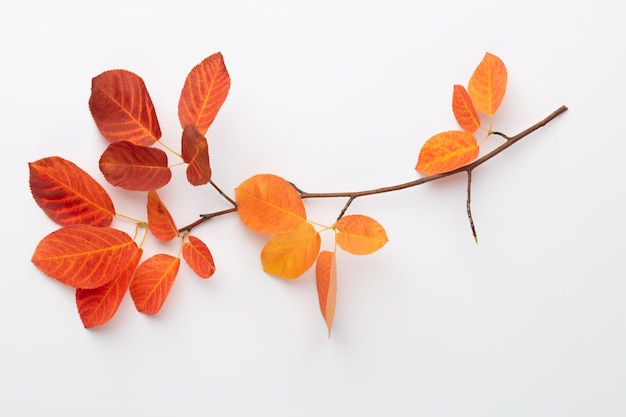 Feuilles d'érable d'automne isolés sur fond blanc