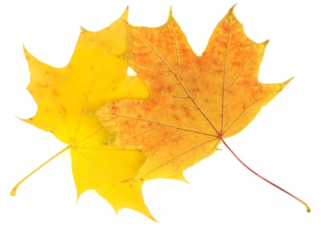 Feuilles d'érable d'automne isolés sur fond blanc