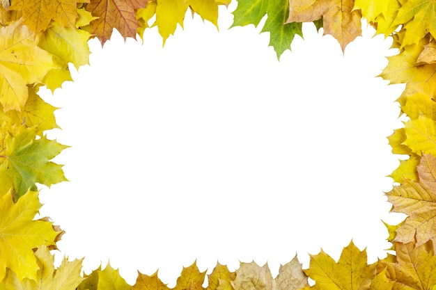 Feuilles d'érable automne jaune cadre rectangulaire isolé sur fond blanc