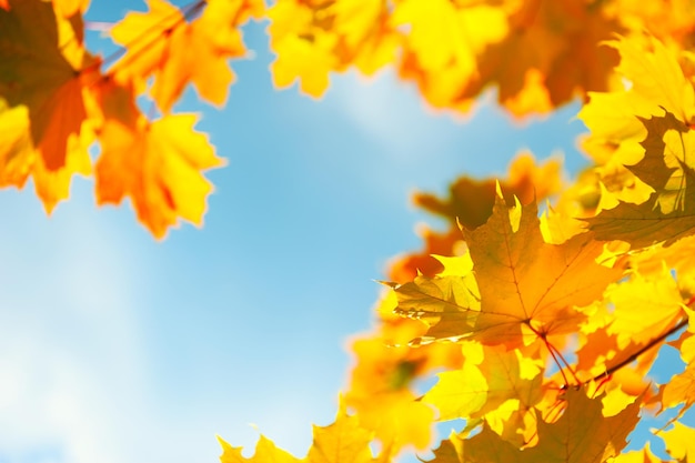 Feuilles d'érable d'automne jaune dans une forêt contre le ciel bleu. Mise au point sélective. Beau fond de nature automne
