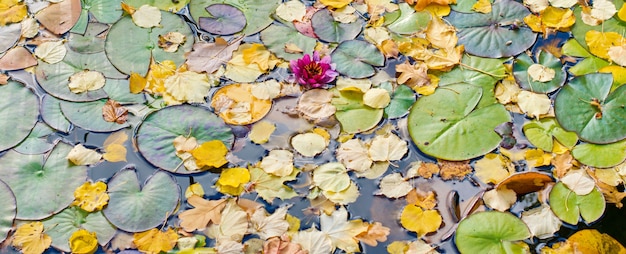 Feuilles d&#39;érable automne jaune et un nénuphar dans l&#39;eau sombre