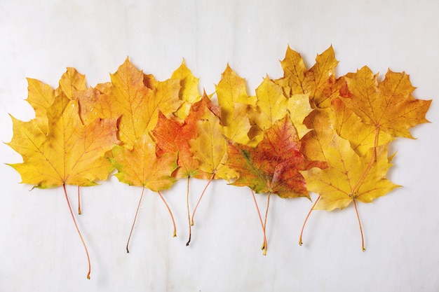 Feuilles d'érable automne jaune