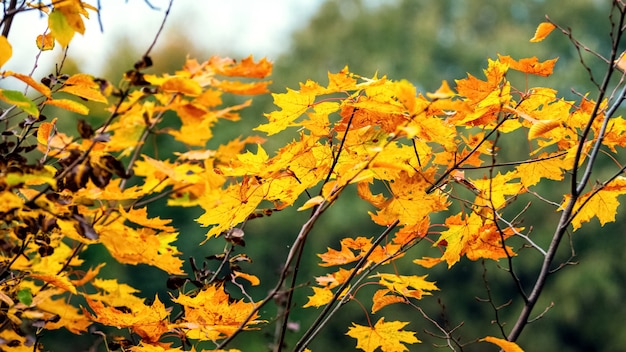 Feuilles d'érable d'automne lumineuses sur un arbre