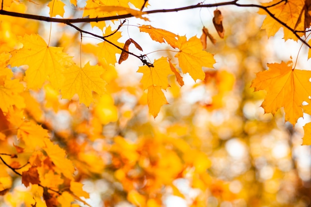 Feuilles d'érable d'automne naturelles sur une branche, à travers laquelle le soleil couchant brille, arrière-plan avec espace de copie.
