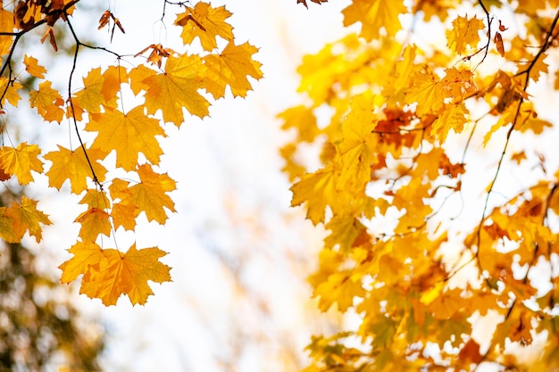 Feuilles d'érable d'automne naturelles sur une branche, à travers laquelle le soleil couchant brille, arrière-plan avec espace de copie.