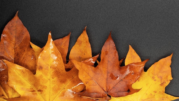 Photo feuilles d'érable d'automne photos d'arrière-plan