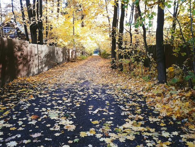 Feuilles d'érable d'automne sur la route dans un quartier résidentiel