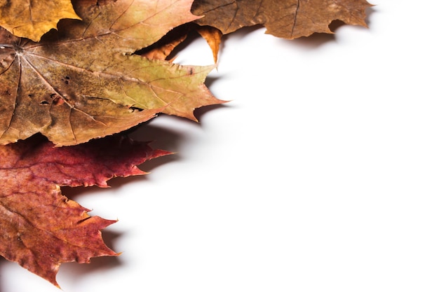 Feuilles d'érable d'automne sèches sur fond blanc