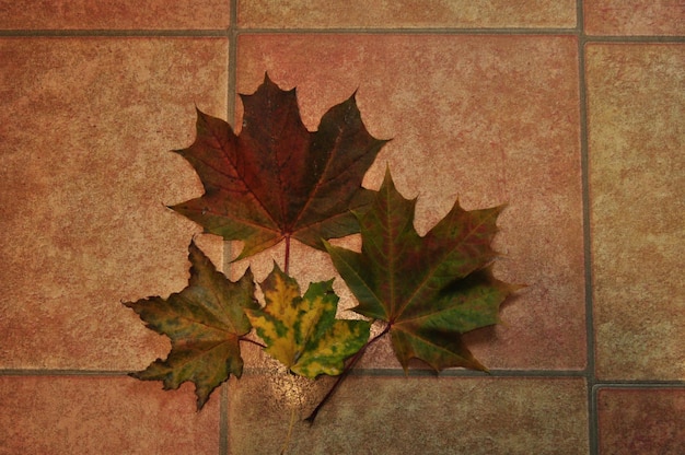 Feuilles d'érable d'automne sur le sol. Carrelage et feuilles. Arrière-plan, texture.