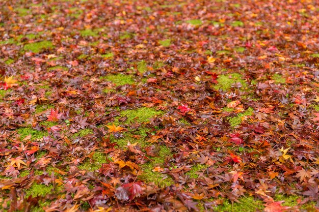 Feuilles d'érable d'automne sur le sol