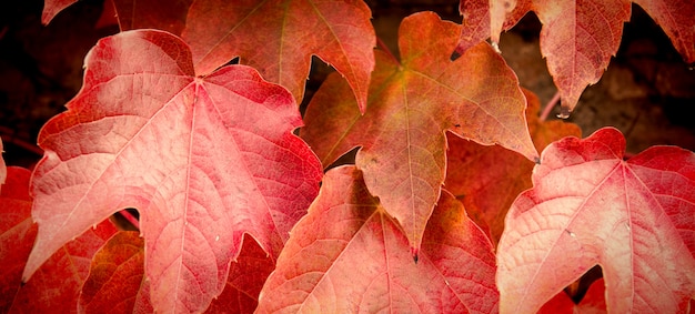 Photo feuilles d'érable automne.