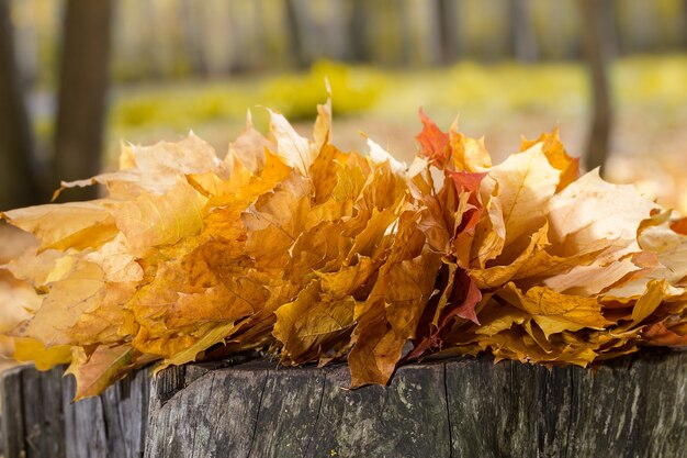 Feuilles d&#39;érable automne