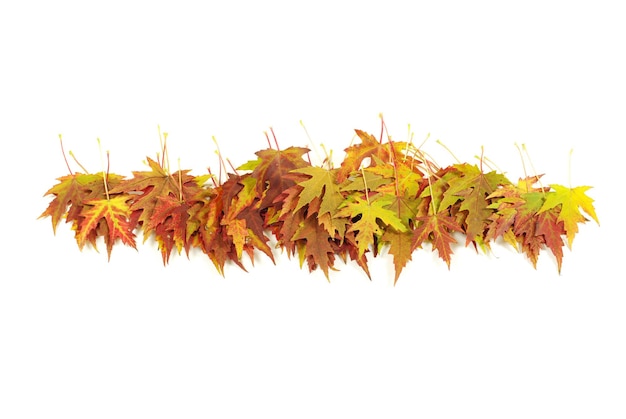 Feuilles d&#39;érable automne