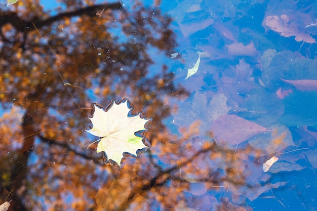 Feuilles d'érable d'automne