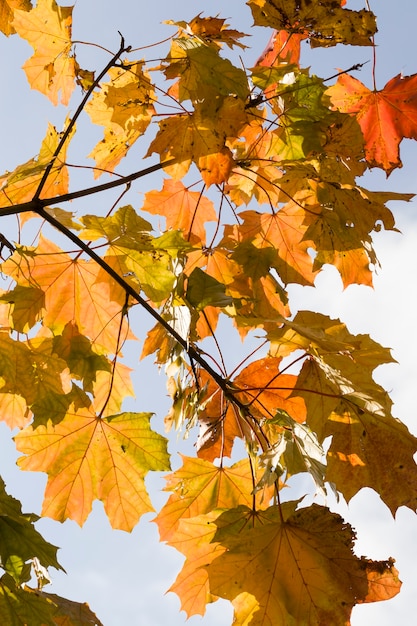 feuilles d'érable sur les branches