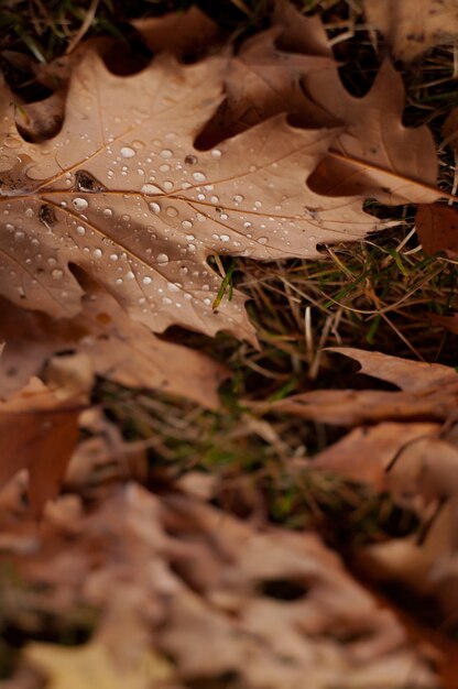 Les feuilles d'érable brunes sèches d'automne se trouvent sur l'herbe en gouttes de pluie sur un fond uni avec des bords flous