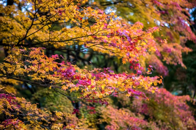 Photo feuilles d'érable colorées au japon. (flou artistique)